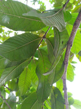 Charger l'image dans la galerie, Feuille de goyavier
