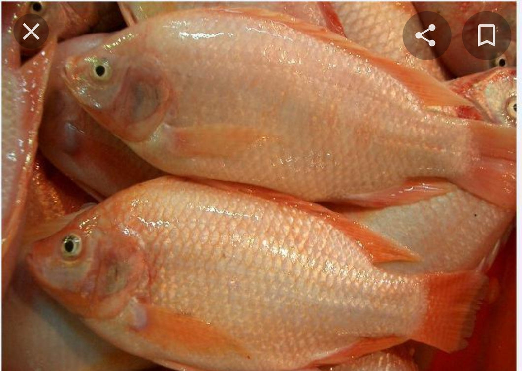 Tilapia rouge