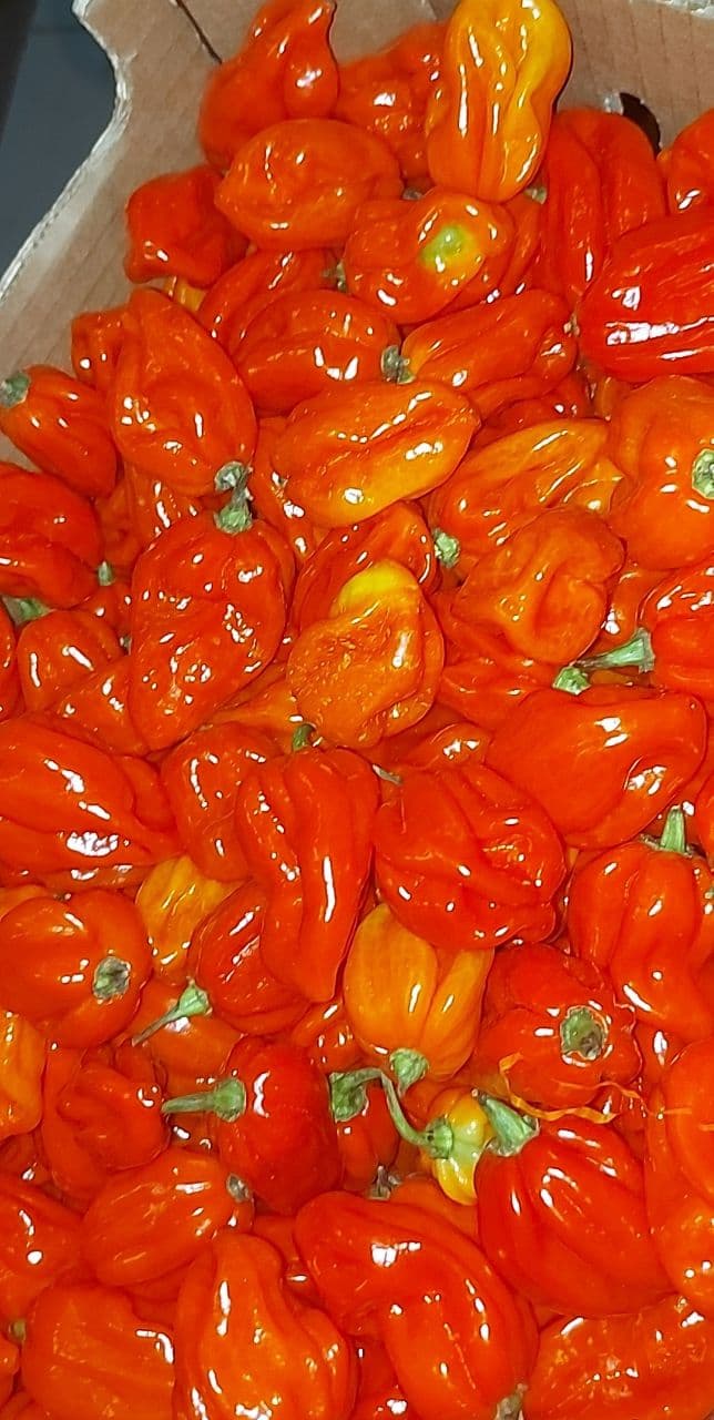 Piment frais piquant